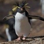 Хмурый Пингвин